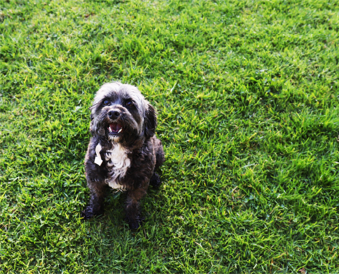 Cute dog looking at you