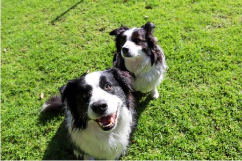 Two pooches looking adorable.